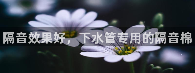 威九国际8ⅹ8x