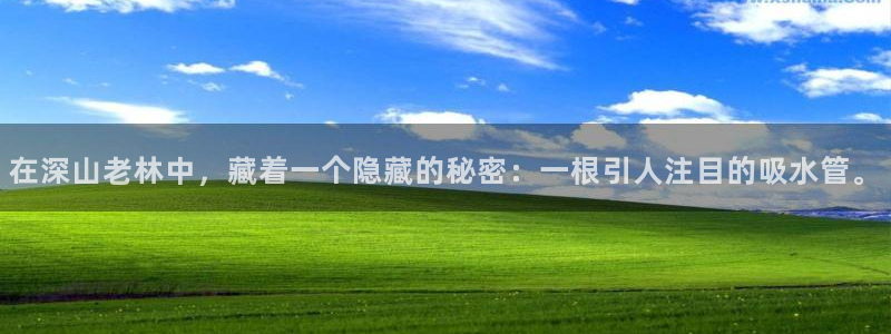 威九国际网站怎么样