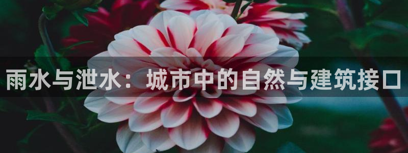 威九国际mm