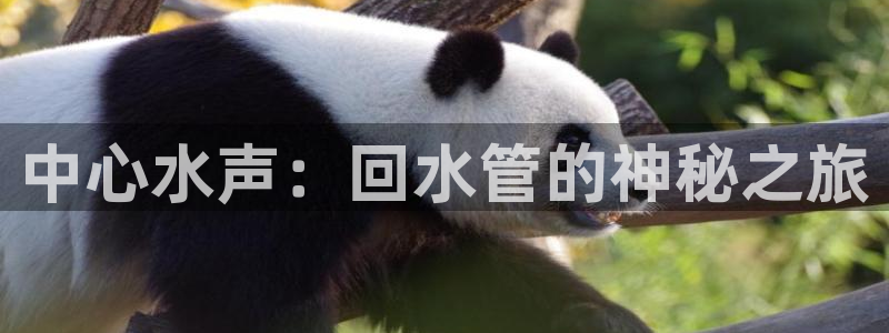 威九国际78m域名